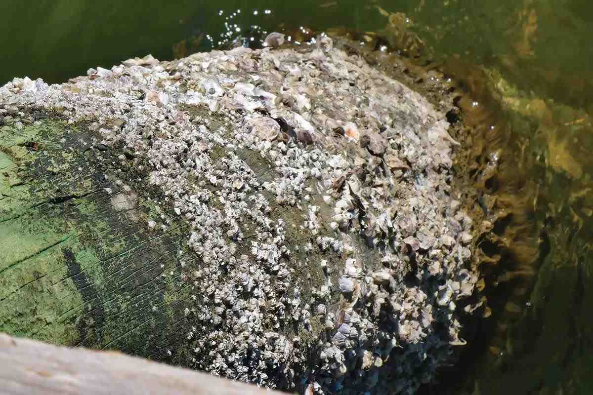 underwater dock piling inspection