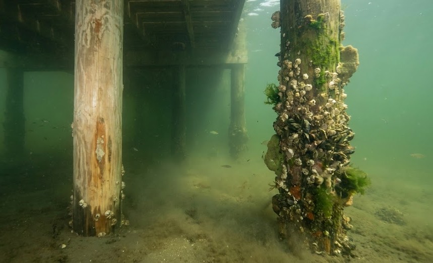 professional vs DIY dock piling cleaning