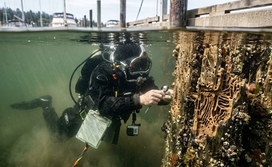 shipworm piling damage